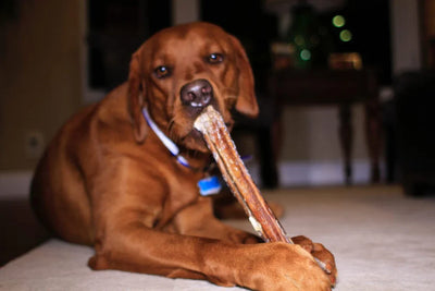 Are Bully Sticks for Dogs Safe and Healthy?