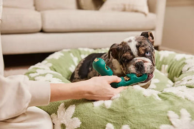 Are Pizzles for Dogs Good for Dental Health?