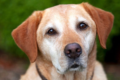 Pizzle Stick Benefits Every Dog Owner Should Know