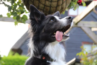 Top Reasons to Choose Pizzle Sticks for Dogs
