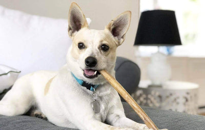 What Is a Pizzle Stick? A Natural Dog Chew Guide