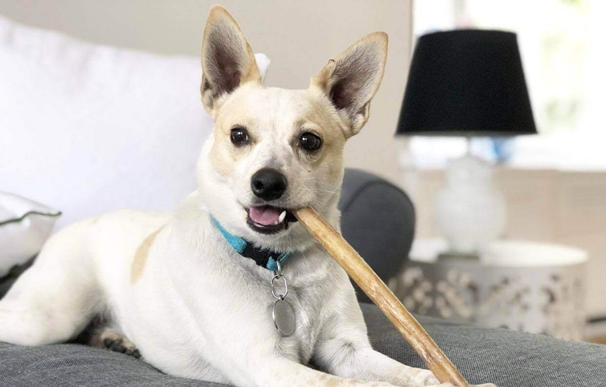 What Is a Pizzle Stick? A Natural Dog Chew Guide