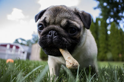 Why Pizzles Are the Ultimate Dog Chew Option